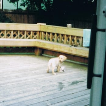 Sportsmans - April on Deck - Pet Training Near Me - Manorville, New York