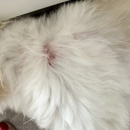 Petbar Aventura injured our dog during grooming on May 12, 2024.  The vet said its razor burn and looks infected in a couple of spots -