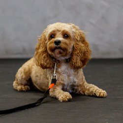 Zoom Room Dog Training