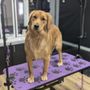Studio K9