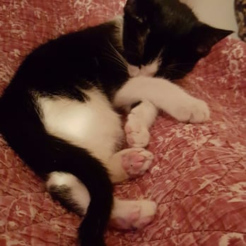 The Cat Doctor - When he is not chasing Yoda and mice or walking on my keyboard while trying to work...he's just adorable and cuddly. - Veterinarians Near Me - New Hyde Park, New York