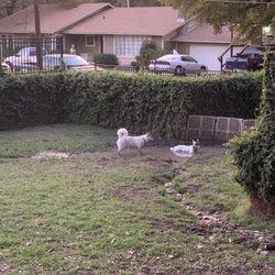 Hancock Dog Park - Mud hole