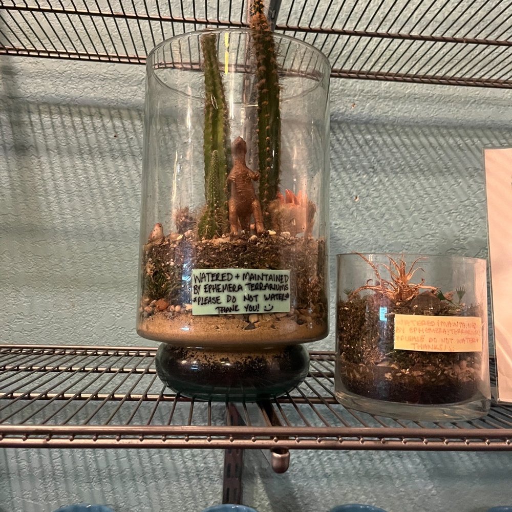 Little plants for sale Little plants for sale