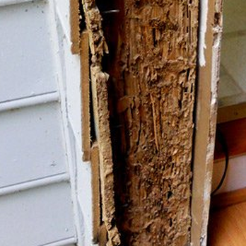 Blue Cloud Exterminators - We provided termite damaged wood repairs in Los Angeles for a client experiencing infestation in their door frames. - Pest Control Near Me - Los Angeles, California Blue Cloud Exterminators - We provided termite damaged wood repairs in Los Angeles for a client experiencing infestation in their door frames. - Pest Control Near Me - Los Angeles, California