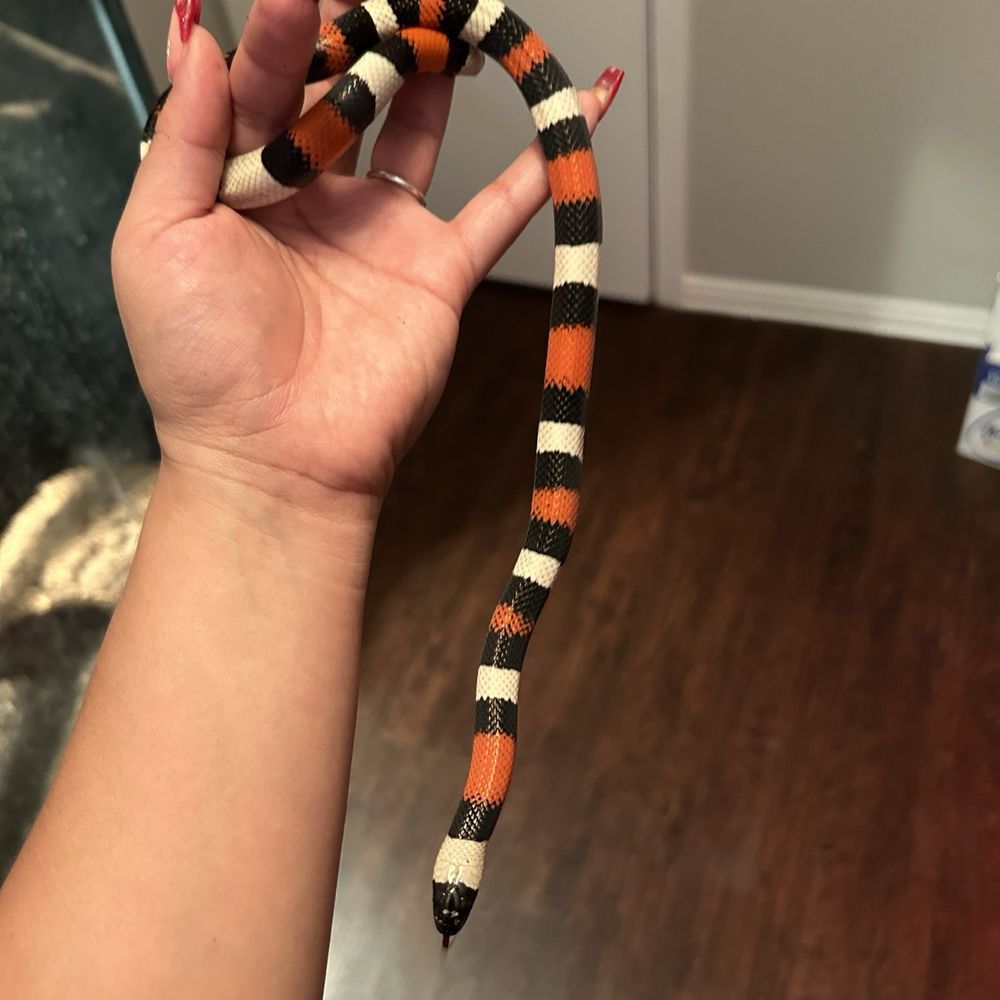 Forever Pets - Beautiful milk snake. Once again bought from forever pets - Pet Services Near Me - San Antonio, Texas Forever Pets - Beautiful milk snake. Once again bought from forever pets - Pet Services Near Me - San Antonio, Texas