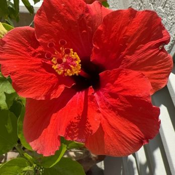 Leucadia Beach Inn - Beautiful flowers all around - Hotels Near Me - Encinitas, California