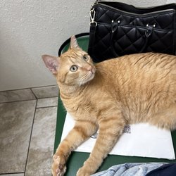 Spanish Trail Pet Clinic - The relaxed atmosphere allowed him to lay down and make biscuits!