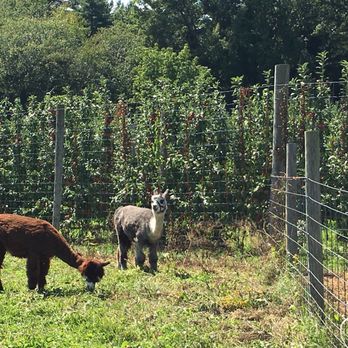 Shelburne Farm - Alpaca - Farms Near Me - Stow, Massachusetts