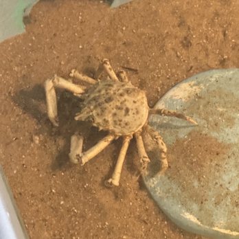 Biomes - Spider crab - Aquariums Near Me - North Kingstown, Rhode Island