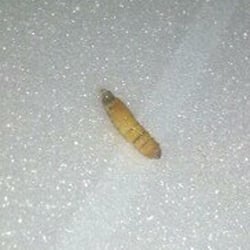 Rice King - This is the maggot we found in my daughter's food