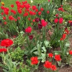 McKinley Monument - Tulips in the monument