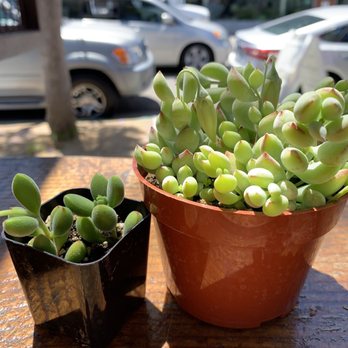 Mezcala Nursery - Succulents - Nurseries & Gardening Near Me - Long Beach, California Mezcala Nursery - Succulents - Nurseries & Gardening Near Me - Long Beach, California