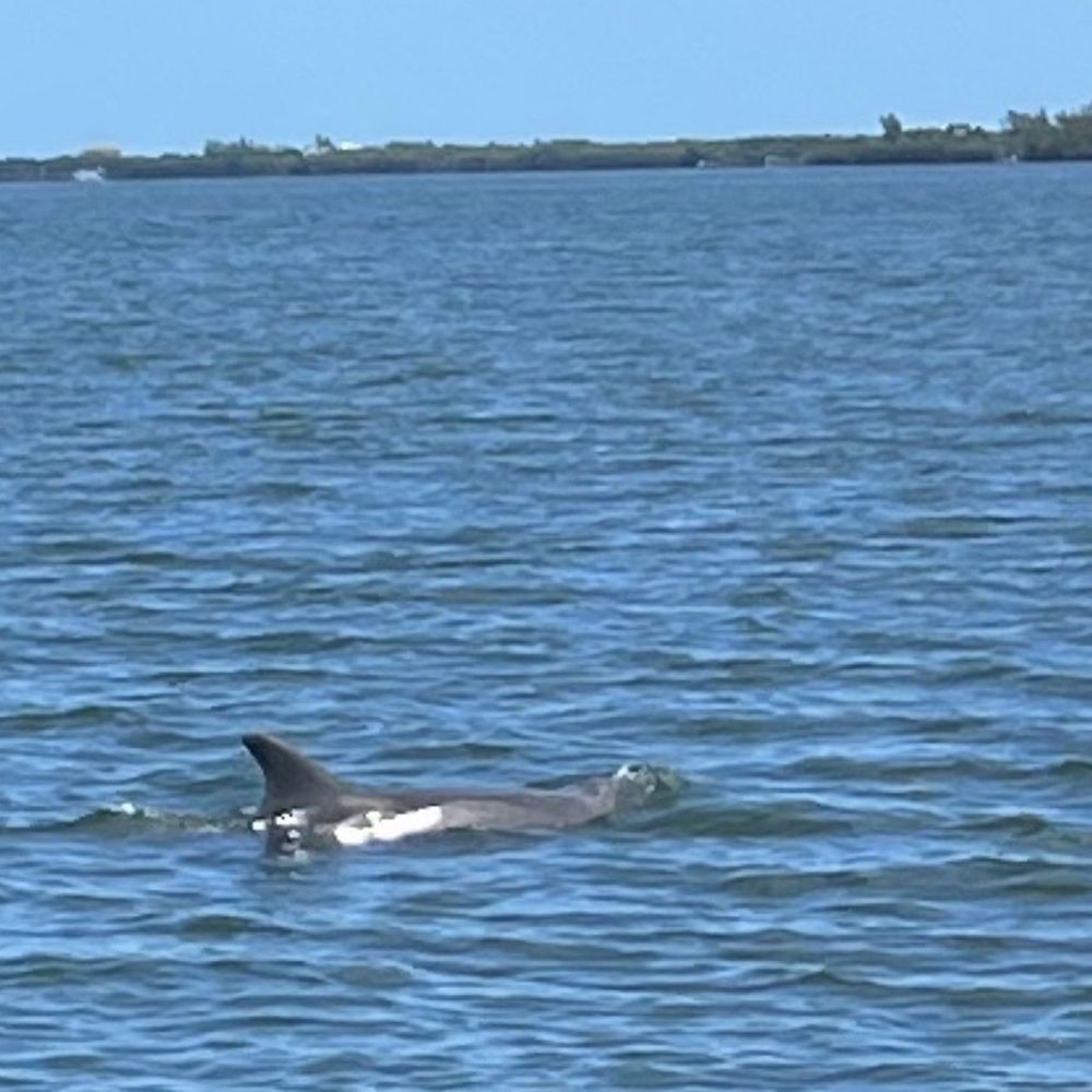 Captain Hirams River King - Boat Tours Near Me - Sebastian, Florida