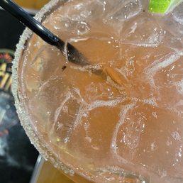 Top shelf margarita with bugs