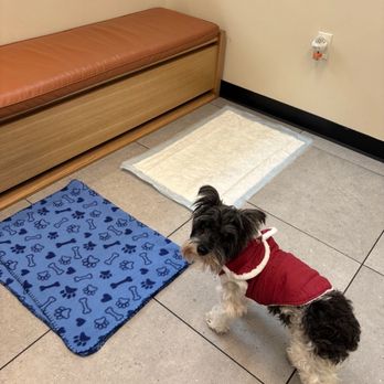 Modern Animal Pasadena - Hanging out and waiting to go potty before his appointment - Veterinarians Near Me - Pasadena, California
