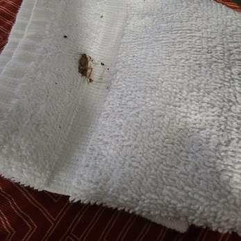 Motel 6 - Roach killed on bed - Hotels Near Me - Fort Worth, Texas
