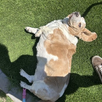 Golden Scoop - Pet Waste Removal Near Me - Phoenix, Arizona Golden Scoop - Pet Waste Removal Near Me - Phoenix, Arizona