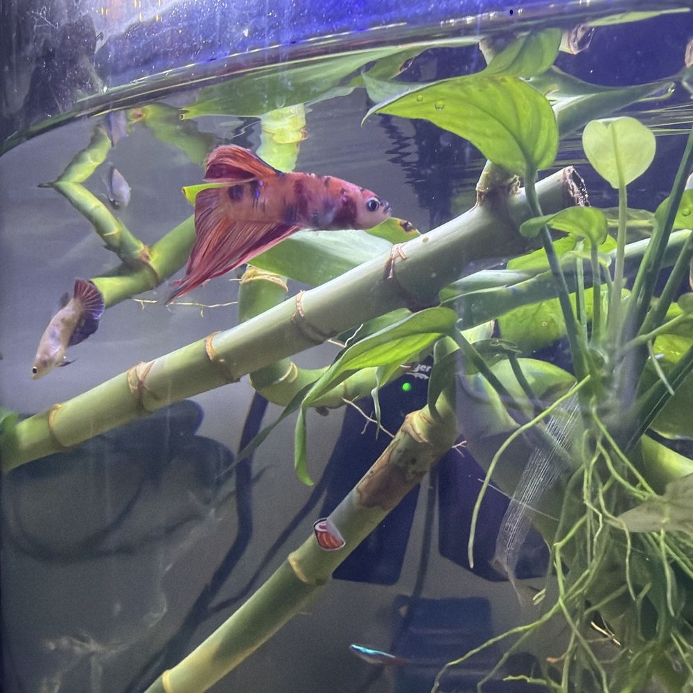 Petco - I have some schooling fish with the betas Terra's, platy, and 2 betas. It's a 10 gallon tank, with of course a filter and heater set to 79. - Pet Training Near Me - West Jordan, Utah Petco - I have some schooling fish with the betas Terra's, platy, and 2 betas. It's a 10 gallon tank, with of course a filter and heater set to 79. - Pet Training Near Me - West Jordan, Utah