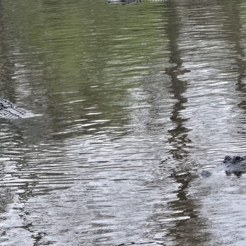 Cajun Pride Swamp Tours - Tours Near Me - La Place, Louisiana