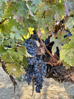 Eden Rift Vineyards by null