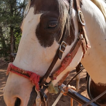 Canyon Trail Rides - Tonto - Horseback Riding Near Me - Tropic, Utah Canyon Trail Rides - Tonto - Horseback Riding Near Me - Tropic, Utah