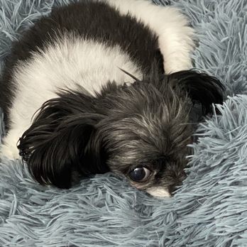Vet Vision Center - My baby Katie - Veterinarians Near Me - Lambertville, New Jersey Vet Vision Center - My baby Katie - Veterinarians Near Me - Lambertville, New Jersey