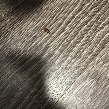 Burns Pest Elimination - More roaches... - Pest Control Near Me - Las Vegas, Nevada