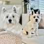 Photo of Lloyd's Paws & Claws Klassic Klips