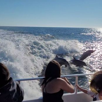 Thundercat Dolphin Watch - Breaching dolphins doing the Thundercat run. So unbelievably amazing! - Boating Near Me - Wildwood Crest, New Jersey Thundercat Dolphin Watch - Breaching dolphins doing the Thundercat run. So unbelievably amazing! - Boating Near Me - Wildwood Crest, New Jersey