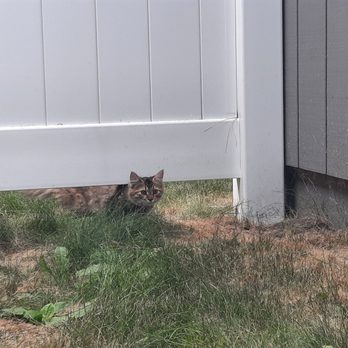 Crater Lake Resort - Owner's kitten. He was more skittish than the tortie. - Hotels Near Me - Fort Klamath, Oregon Crater Lake Resort - Owner's kitten. He was more skittish than the tortie. - Hotels Near Me - Fort Klamath, Oregon