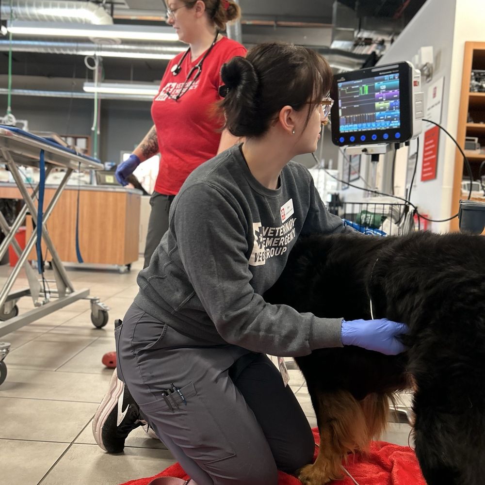 VEG ER for Pets - Open concept.. First exam of my girl All dog pets get thick pad & blanket - Emergency Pet Hospital Near Me - Lynnwood, Washington VEG ER for Pets - Open concept.. First exam of my girl All dog pets get thick pad & blanket - Emergency Pet Hospital Near Me - Lynnwood, Washington