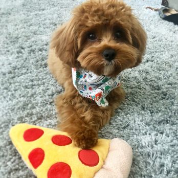 yale street dog house