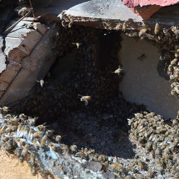 Busy Bee Removal - Look at these beautiful creatures - Pest Control Near Me - Burbank, California