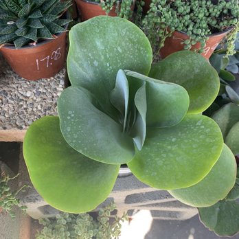 Elwood Nursery - Big succulents. - Nurseries & Gardening Near Me - Rllng Hls Est, California