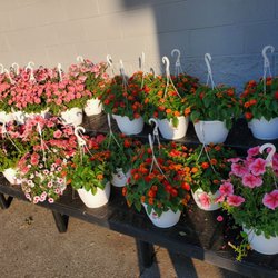 Walmart - Beautiful hanging flower baskets on sale for $14.97 each
