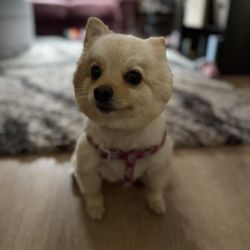 4 Paws Paradise - Kisha