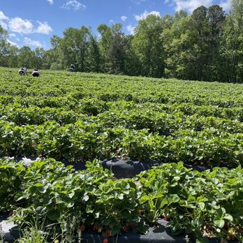 Buckwheat Farm - a field of strawberries - Fruits & Veggies Near Me - Apex, North Carolina Buckwheat Farm - a field of strawberries - Fruits & Veggies Near Me - Apex, North Carolina