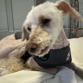 Petco - This is our same dog after his grooming at Petco. The groomer said he had mats and she had to do this. - Pet Stores Near Me - St Johns, Florida Petco - This is our same dog after his grooming at Petco. The groomer said he had mats and she had to do this. - Pet Stores Near Me - St Johns, Florida