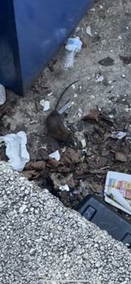 Belmont Station by null