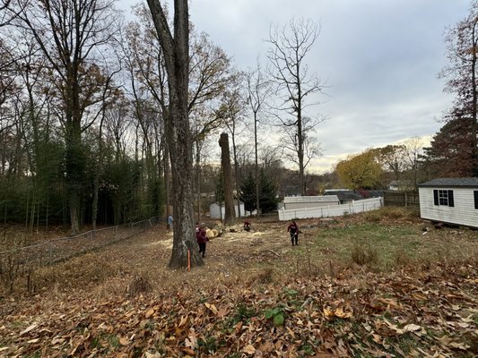 Wilsons Tree Service And Landscaping on Yelp