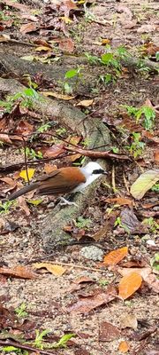 Bukit Batok Nature Park by null