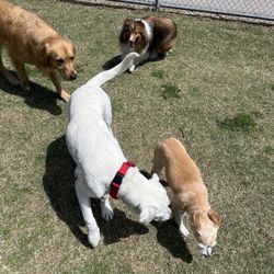 Arcadia's Dog Park