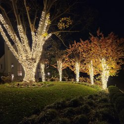 Light DMV - Row of tree trunks wrapped in warm white lights, glowing across a lawn at night.