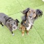 Photo of Camp Bow Wow