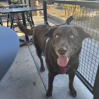 Pinnacle Brewing Company - Pet friendly!!!! - Breweries Near Me - Scottsdale, Arizona Pinnacle Brewing Company - Pet friendly!!!! - Breweries Near Me - Scottsdale, Arizona