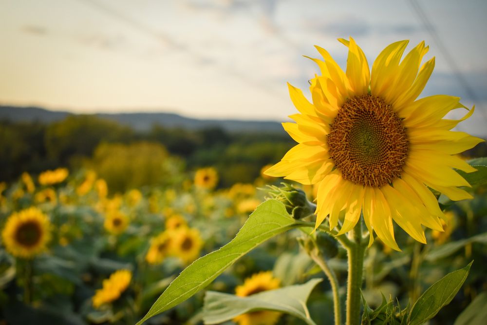 FUHRMANN ORCHARDS Updated July 2024 99 Photos 510 Hansgen
