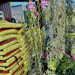 Florida Nursery Mart - Hawaiian Vanda Orchid