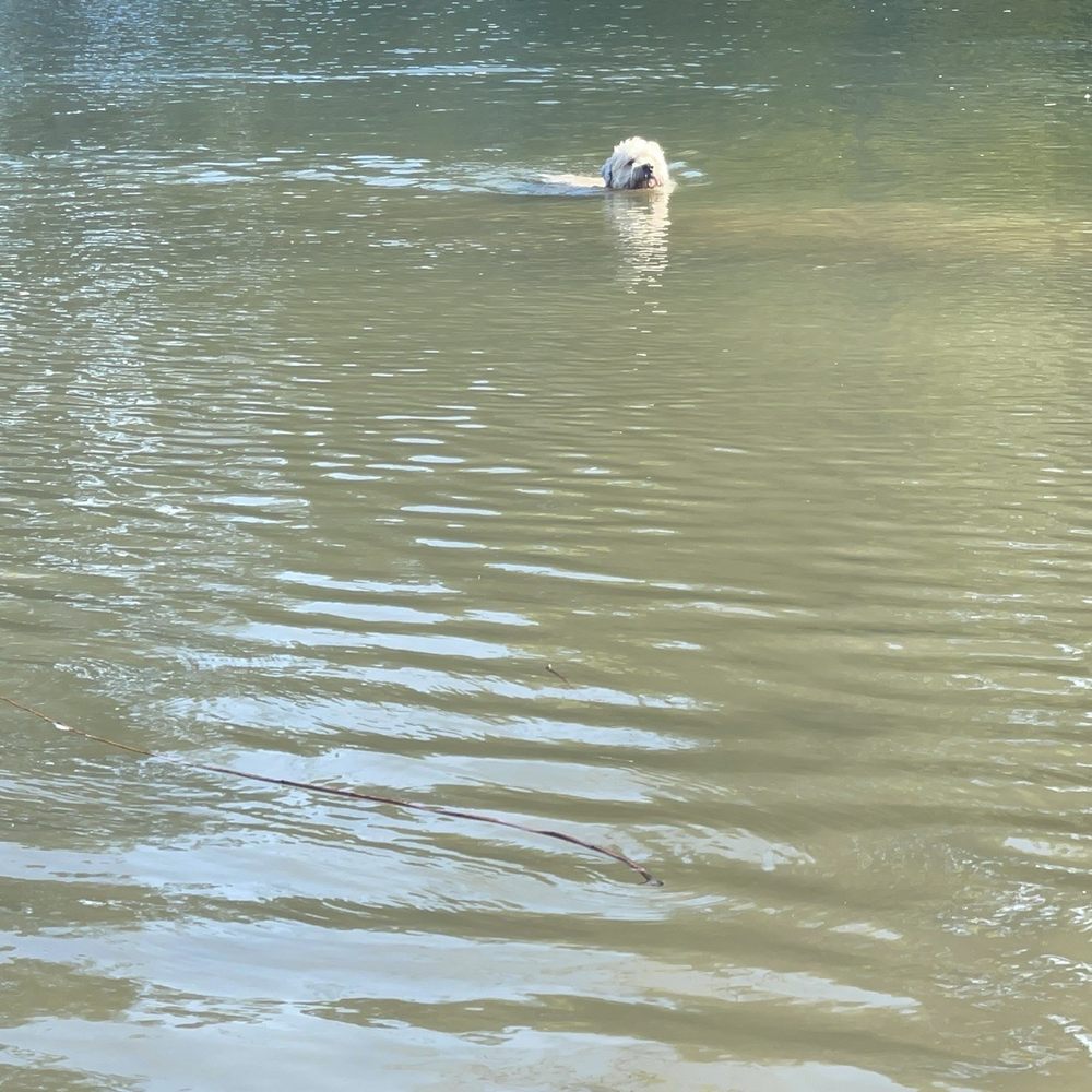 Paradise Beach - Look ma! I'm a duck! - Parks Near Me - Sacramento, California