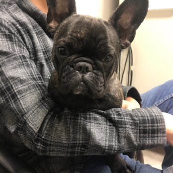 Parkview Pet Clinic, A Thrive Pet Healthcare Partner - Veterinarians Near Me - Glendale, California