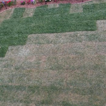 A-G Sod Farms - Sod we received from A-G Sod and professionally installed the same day as delivery-mostly half dead - Landscaping Near Me - Palmdale, California A-G Sod Farms - Sod we received from A-G Sod and professionally installed the same day as delivery-mostly half dead - Landscaping Near Me - Palmdale, California